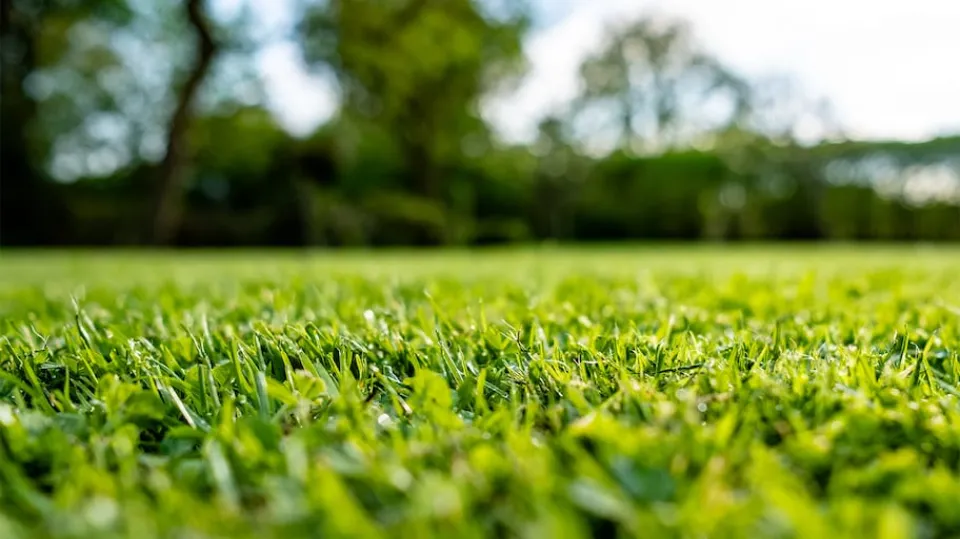 How Long to Water New Grass Seed? Let's See - My Prime Home