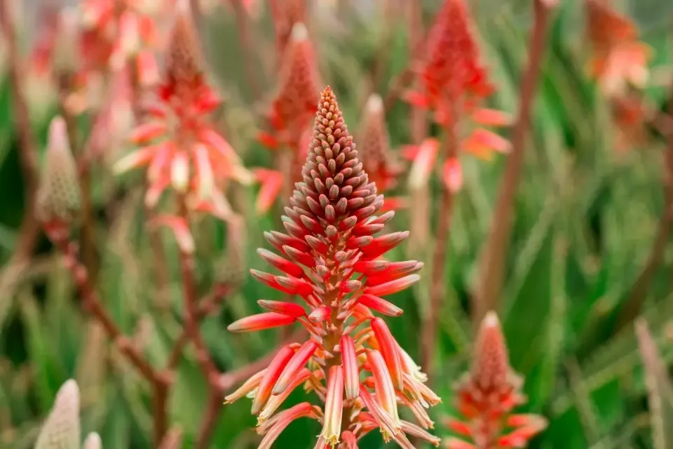 Do Aloe Plants Bloom - Aloe Plant Flower