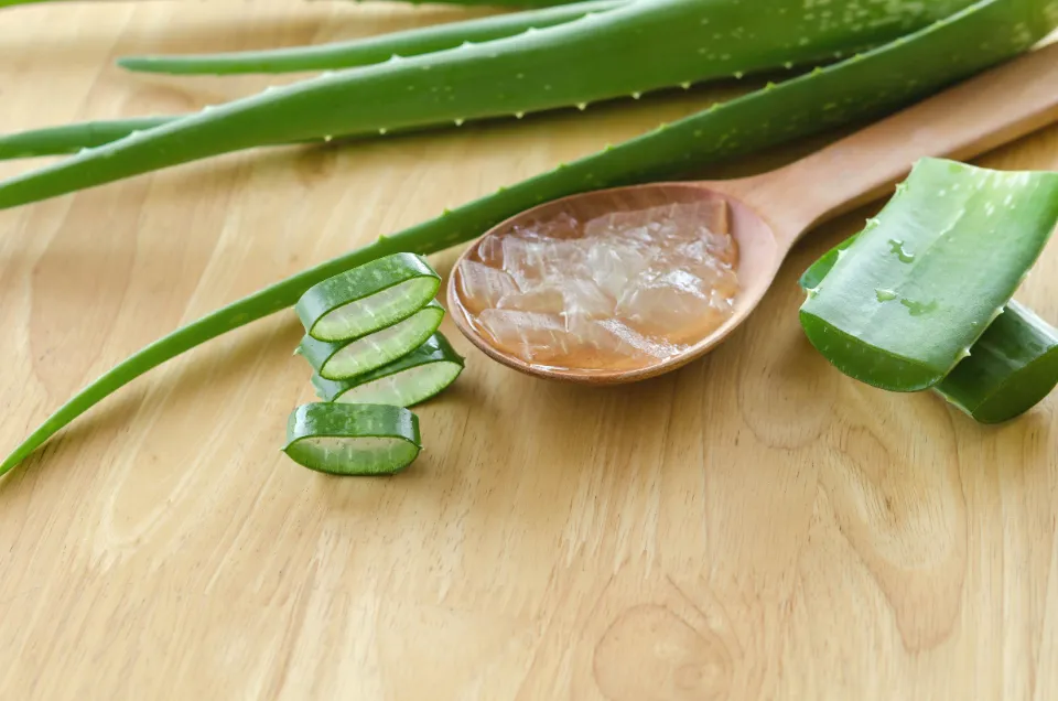 How to Use Aloe Vera Effective Uses