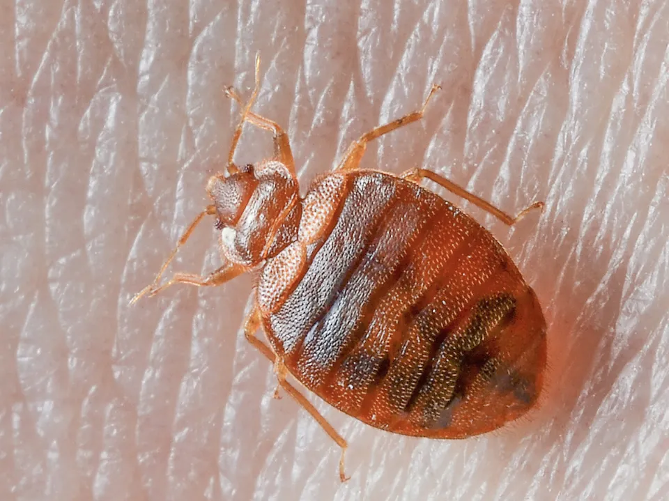 How to Know If You Have Bed Bugs Early Signs of Bed Bugs