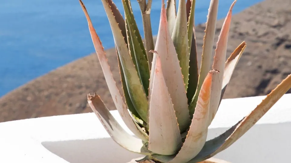 Why is Aloe Vera Plant Turning White?